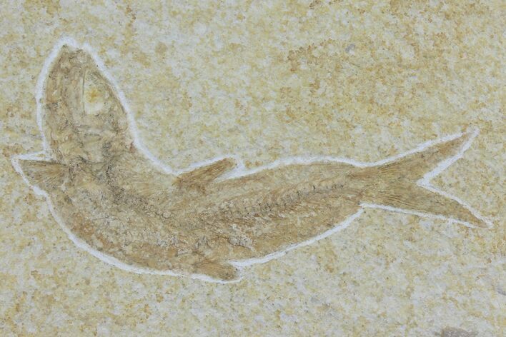Jurassic Fossil Fish (Leptoleptis) - Solnhofen Limestone #112699